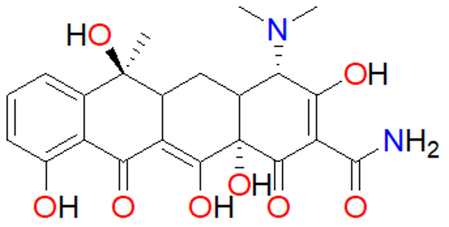 <p>- produced by Streptomyces</p><p>- tetracycline means 4 rings </p><p>- oxygens on the bottom are 1,3 or 1,2 from each other - get rid of oxygens and they tend not to work</p><p>- protein synthesis inhibitor – binds to 30S subunit of bacterial ribosome - bacteria cannot replicate</p><p>- used to treat infections caused by Gram-positive and –negative bacteria</p><p>- also used for acne</p><p>- clinically used embers of the family: tetracycline, doxycycline, minocycline, tigecycline, eravacycline and omadacyline</p>