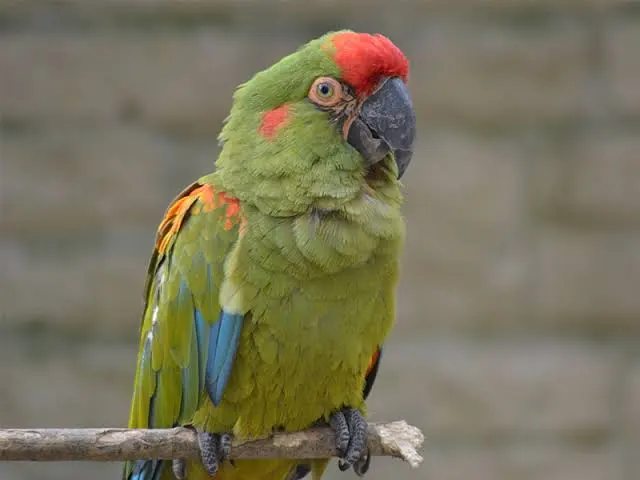 <p>Red-fronted Macaw </p>