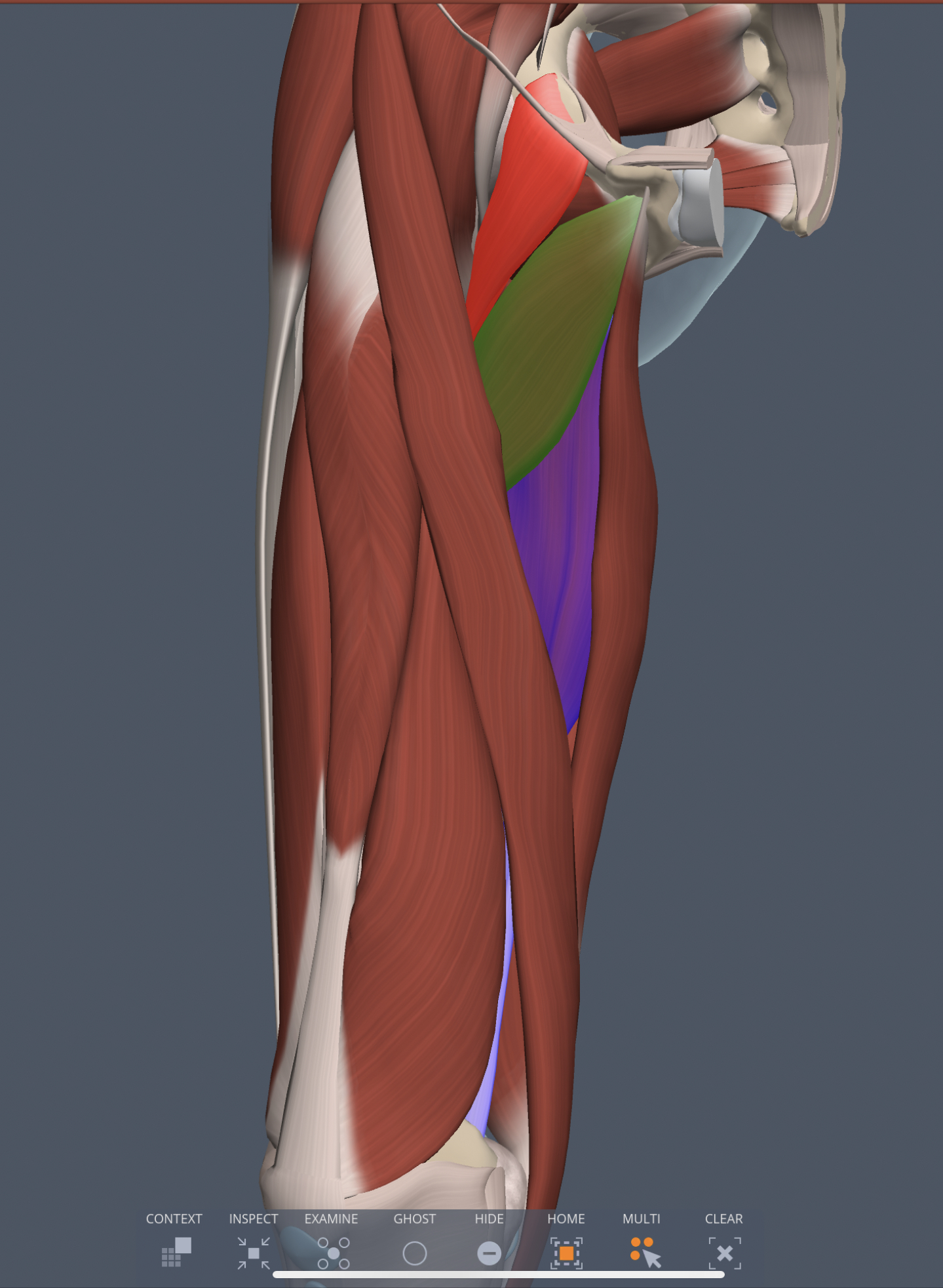 adductor magnus (medial thigh) insertion
