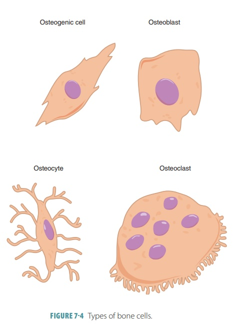 <ul><li><p>Stem cells that develop into osteoblasts</p></li></ul><p></p>