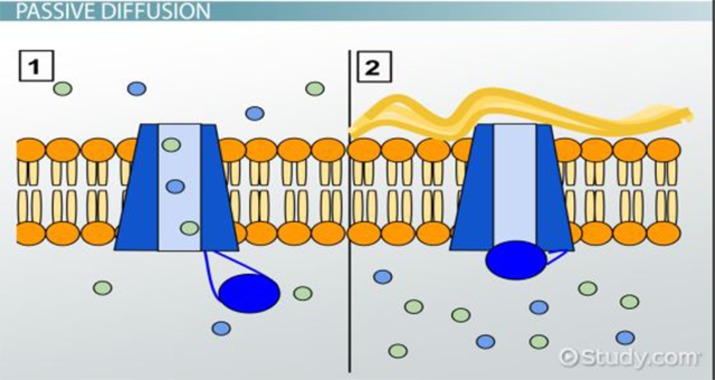 <p>Ions are moved from high concentrations to low concentration</p>