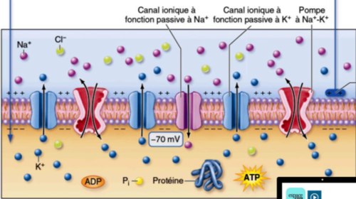 - d'un côté \= court de récréation des •
- l'autre côté \= court de récréation des •
- y'a des petits bum qui changent de cours par pompes passives
- pompe Na+/K+ est la prof qui remmène les jeunes dans leur cour respective
