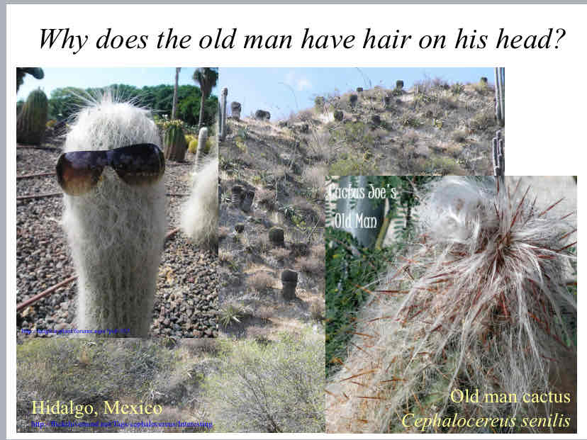 <p>Why does the old man cactus have hair on his head ? </p>