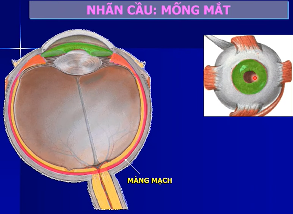 <p>Lớp nào chứa nhiều mạch máu ?</p><p>Tại sao đồng từ có màu đen ? </p><p>Chức năng của mống mắt là gì ? </p>