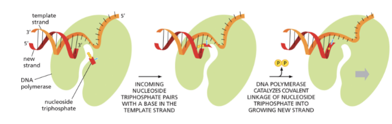 <ul><li><p>PHOSPHODIESTER BONDS ARE FORMED BETWEEN THE 3’ OH AND THE 5’ PHOSPHATE OF THE INCOMING NUCLEOTIDE</p></li><li><p>INCOMING NUCLEOTIDES ARE DEOXYRIBONUCLEOSIDE TRIPHOSPHATES, WHICH PROVIDE ENERGY FOR THE REACTION</p></li><li><p>DNA POLYMERASE IS THE CORE ENZYME IN THE REPLICATION MACHINERY </p></li></ul><p></p>
