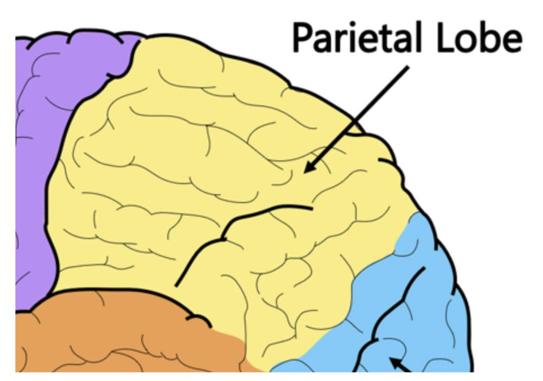 <p><span style="background-color: transparent;"><span>The lobe that receives sensory information from the body and skin to perceive sensory sensations</span></span></p>