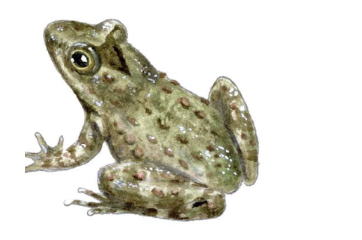 <p>blanchards cricket frog </p>