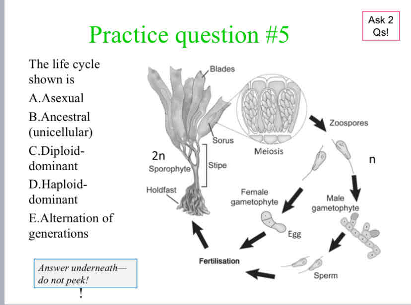 <p>Practice Question (Plant Life Cycle) - The life cycle shown is</p>