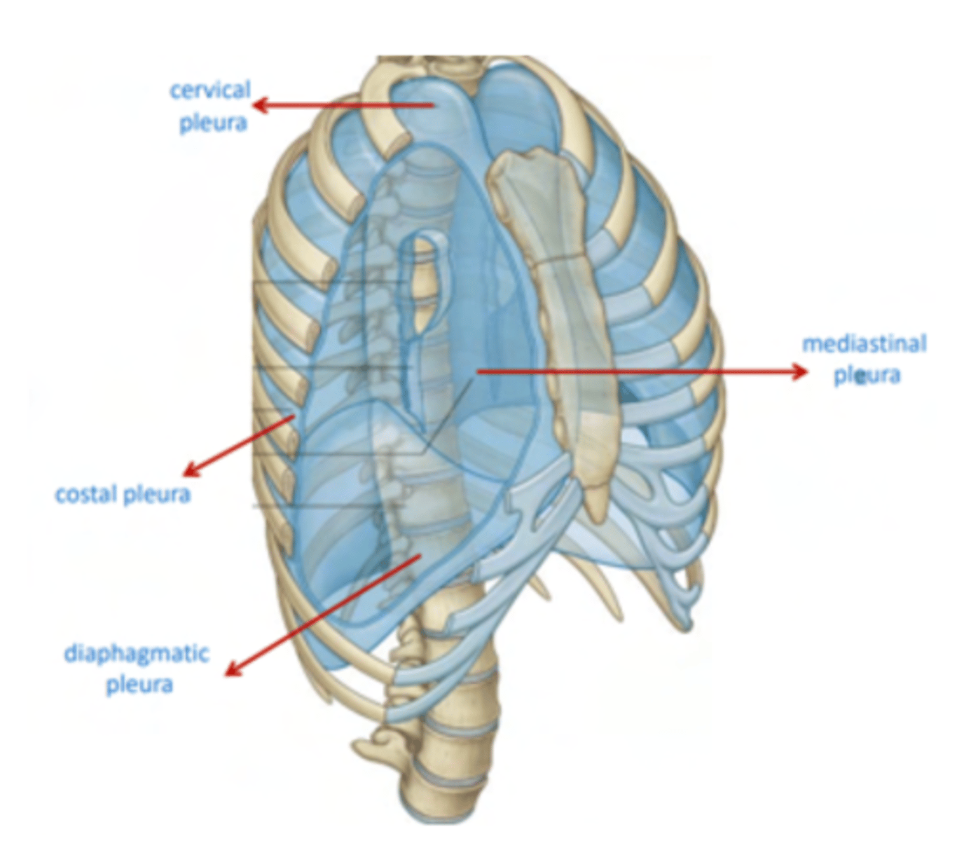 <p>classified depending on the part it’s in contact with </p><p>.Cervical pleura / cupula pleura. A little thicker, associated with some ligaments</p><p>. Costal pleura</p><p>. Mediastinal pleura</p><p>. Diaphragmatic pleura</p>