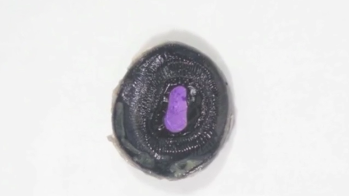<p>Pupil </p>