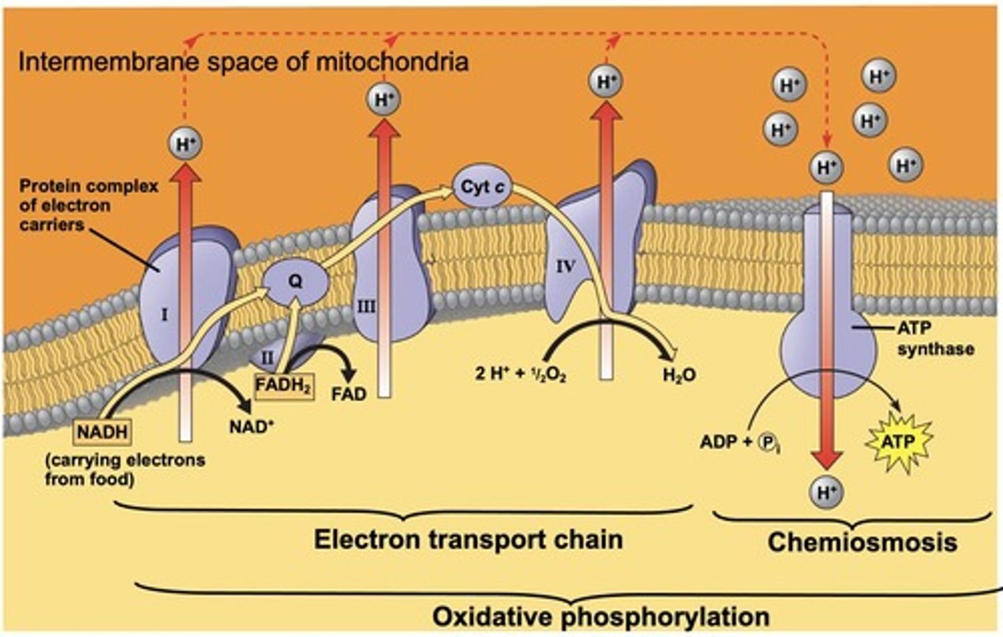<p>To create a proton gradient that drives ATP synthesis through chemiosmosis.</p>