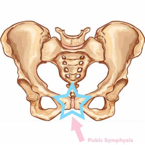 <p>Pubic symphysis</p>