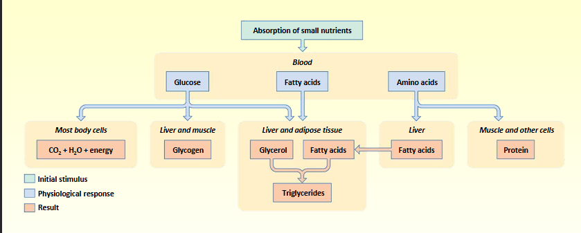 <p>3-4 hours after meal</p><p>absorption nutrients from digestive tract</p><p>energy in &gt; energy out</p><p></p><p></p>