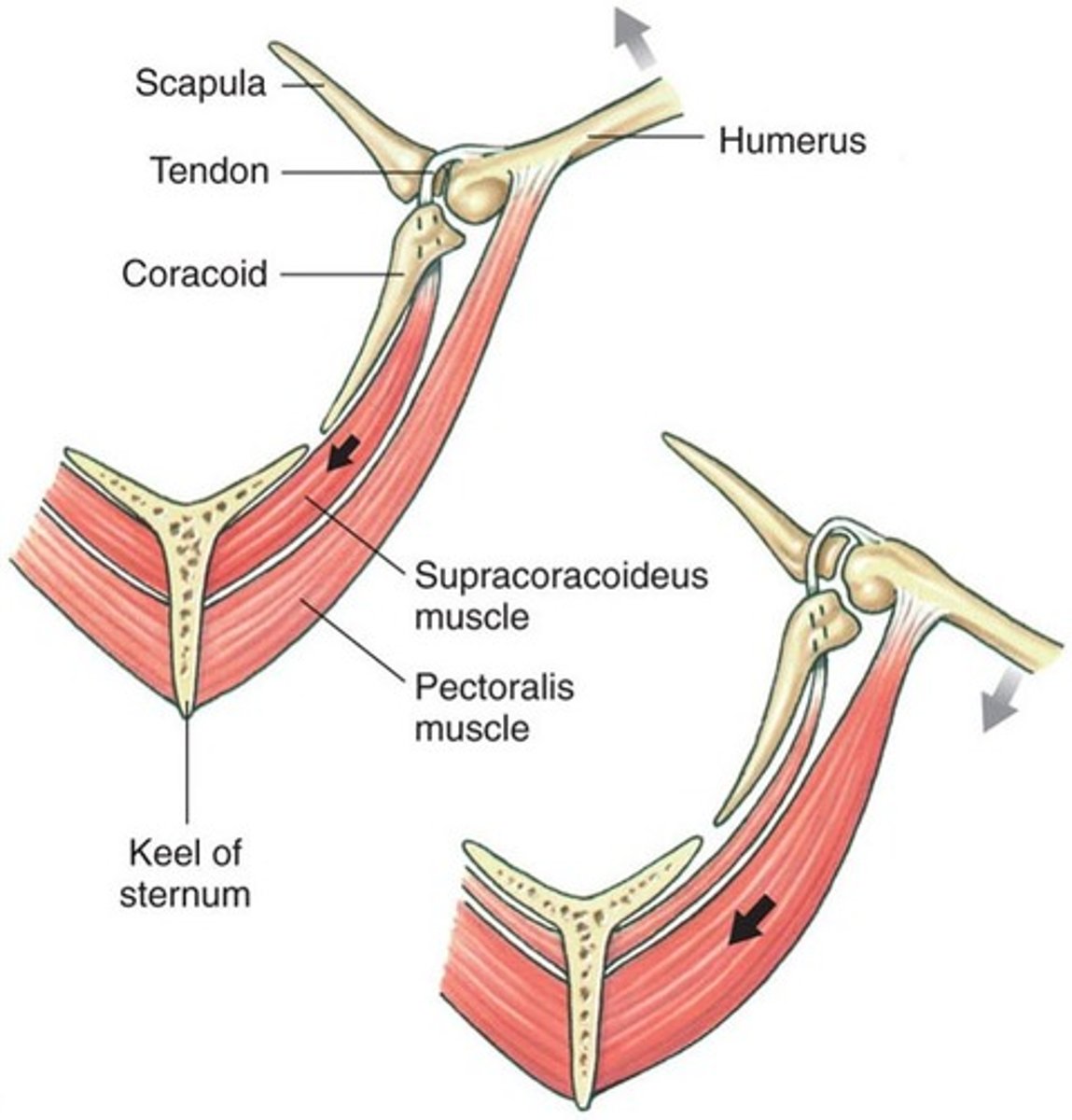 <p>this muscle raises the wing</p>
