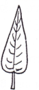 <p>Shape of leaf?</p>