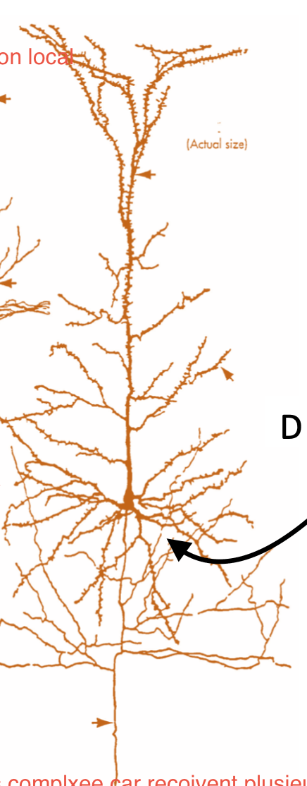 <p>Axone apical et dendrites très long afin de recevoir des infos sur de longues distances</p>