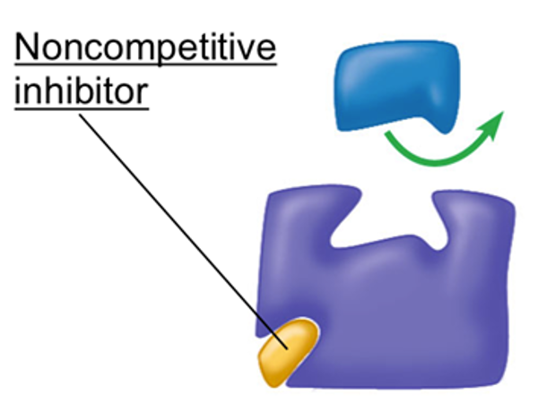 <p><span style="font-family: "Wingdings 3";"><span>u</span></span><span style="font-family: "Trebuchet MS";"><span>The inhibitor molecule binds with the enzyme in </span><strong><span>another part of the enzyme (allosteric site), not at the active site</span></strong><span>.</span></span></p><p><span style="font-family: "Wingdings 3";"><span>u</span></span><span style="font-family: "Trebuchet MS";"><span>This binding </span><strong><span>alters the shape </span></strong><span>of the enzyme, and therefore it’s active site.</span></span></p><p><span style="font-family: "Wingdings 3";"><span>u</span></span><span style="font-family: "Trebuchet MS";"><span>The enzyme cannot successfully form an enzyme-substrate complex. </span></span></p>