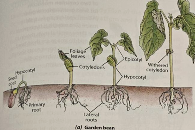 <ul><li><p>the embryo resumes growth</p></li><li><p>internal and external factors</p></li><li><p>water (imbibition)</p></li></ul><p></p>
