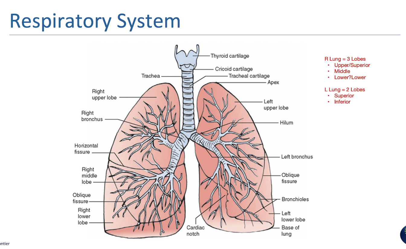 <ul><li><p>L Lung » 2 Lobes</p><ul><li><p>Superior/Upper</p></li><li><p>Inferior/Lower</p></li></ul></li><li><p>R Lung » 3 Lobes</p><ul><li><p>Superior/Upper</p></li><li><p>Middle </p></li><li><p>Inferior/Lower </p></li></ul></li></ul><p></p>