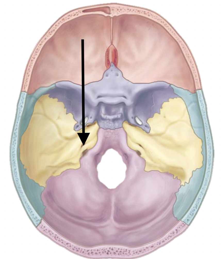 <p>Name the bone marking</p>