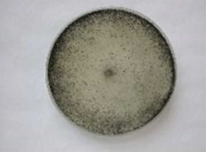 <p>Identify: Fungi</p>