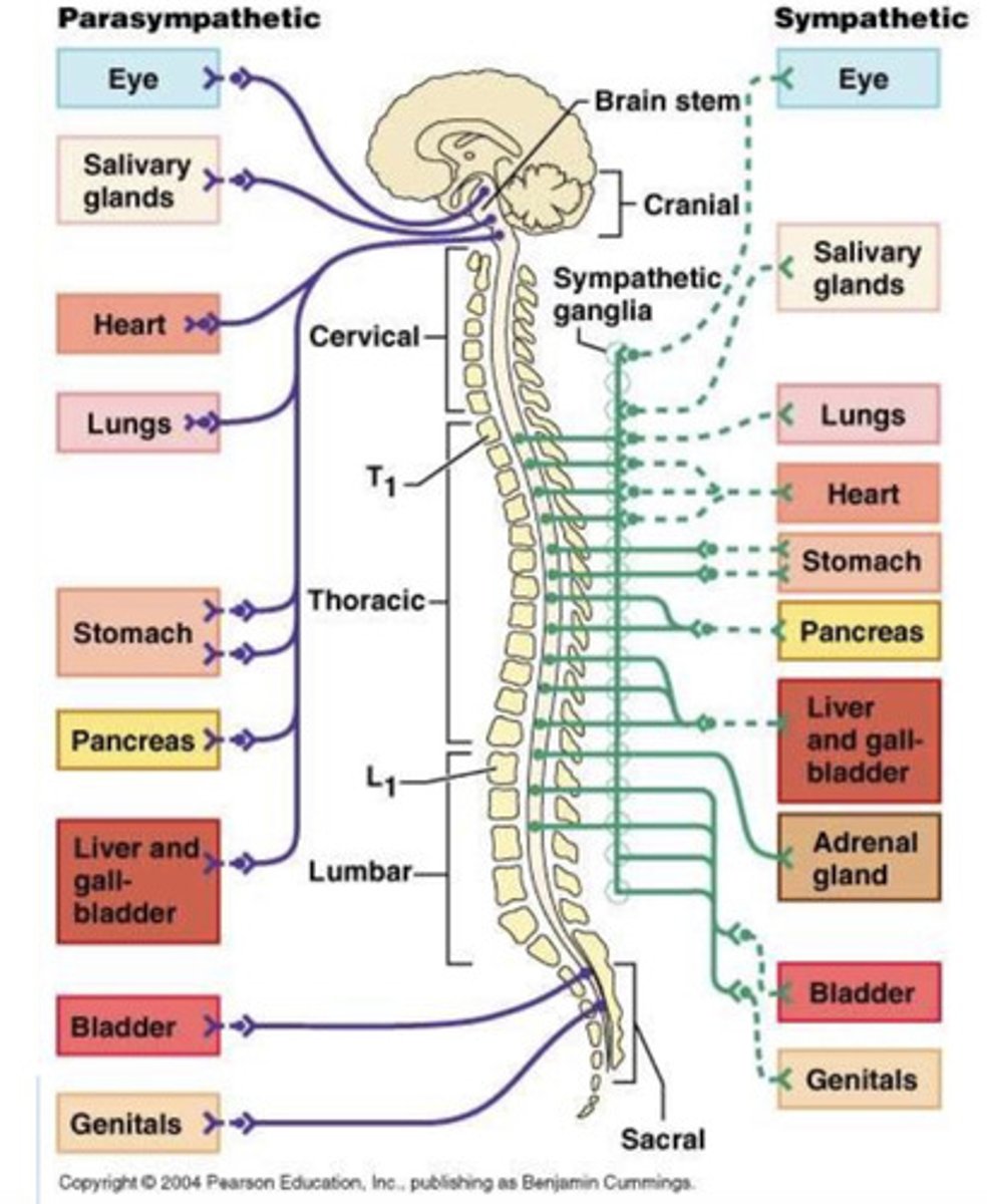 <p>Most organs have both sympathetic and parasympathetic innervation. Exceptions to this include the<strong> adrenal medulla </strong>and sweat glands, which have <strong>sympathetic </strong>supply only</p>