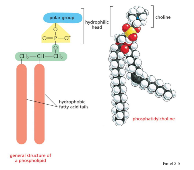 <ul><li><p>Composed of glycerol + 2 fatty acids + phosphate group</p></li><li><p>Major component of plasma and organelle membranes</p></li><li><p>Hydrophilic on one end and hydrophobic on the other → amphipathic (polar head group and non polar tail)</p></li><li><p>Positively charged choline group attached to the phosphate = phosphatidyl choline</p></li></ul><p></p>