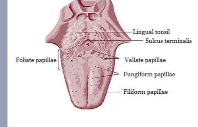 <p>appapilla kunenn opzwellen wrdoor mensen sosm denken aah tumor maar is gwn een dikke pappilla</p>