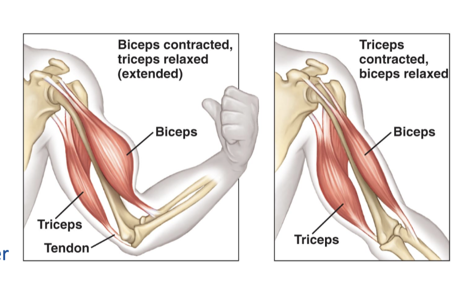 <p><strong>• Agonist</strong></p><p>– Prime mover of a joint during contraction</p><p><strong>• Antagonist</strong></p><p>– Opposes the prime mover</p><p></p><ul><li><p><strong>Agonist (Prime Mover):</strong><br>The muscle that <strong>does the main work</strong> to produce a movement.</p><ul><li><p>Example: When you <strong>bend your elbow</strong>, the <strong>biceps</strong> is the agonist because it contracts to lift the forearm.</p></li></ul></li><li><p><strong>Antagonist:</strong><br>The muscle that <strong>opposes the movement</strong> of the agonist.</p><ul><li><p>Example: When bending your elbow, the <strong>triceps</strong> is the antagonist because it stretches and resists the movement.</p></li></ul></li></ul><p></p>