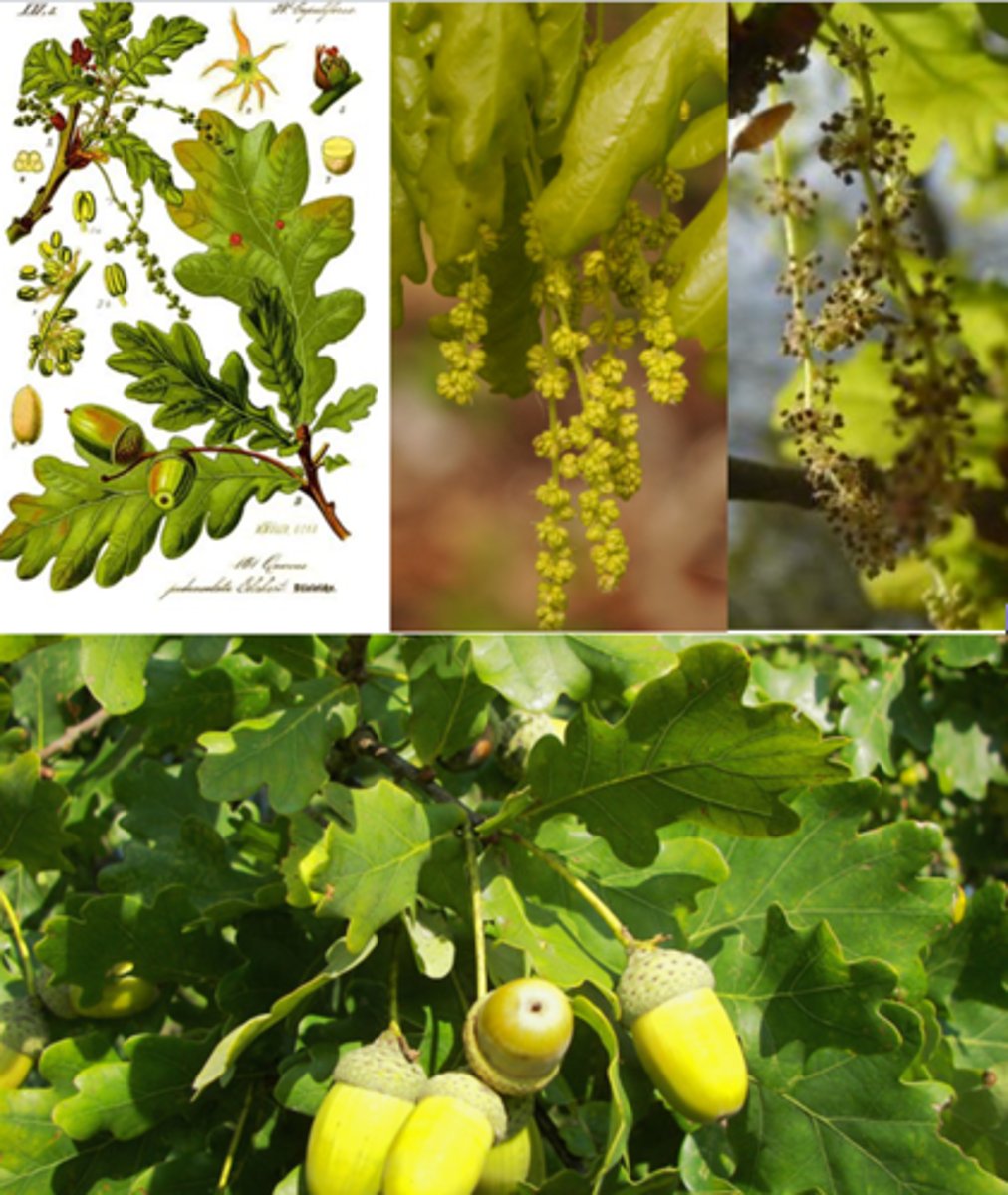 <p>🌿 Glands portés par un long pédoncule.</p><p>🌿 Feuilles avec un pétiole très court et une base auriculée.</p>