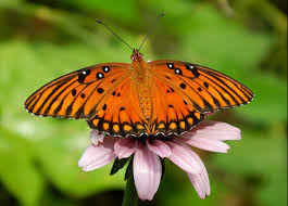 <p>A butterfly with orange and silver markings; its larvae feed on passionflower vines.</p><ul><li><p><span>Agraulis vanillae</span></p></li><li><p><span>Species of butterflies from Family Nymphalidae (brush-footed butterflies)</span></p></li><li><p><span>Bright orange, long narrow wings</span></p></li><li><p><span>family: nymphalida</span></p></li><li><p><span>eorder: lepidoptera</span></p></li><li><p><span>largest family of butterflies</span></p></li><li><p><span>larvae have defensive spikes on body</span></p></li></ul><p></p>