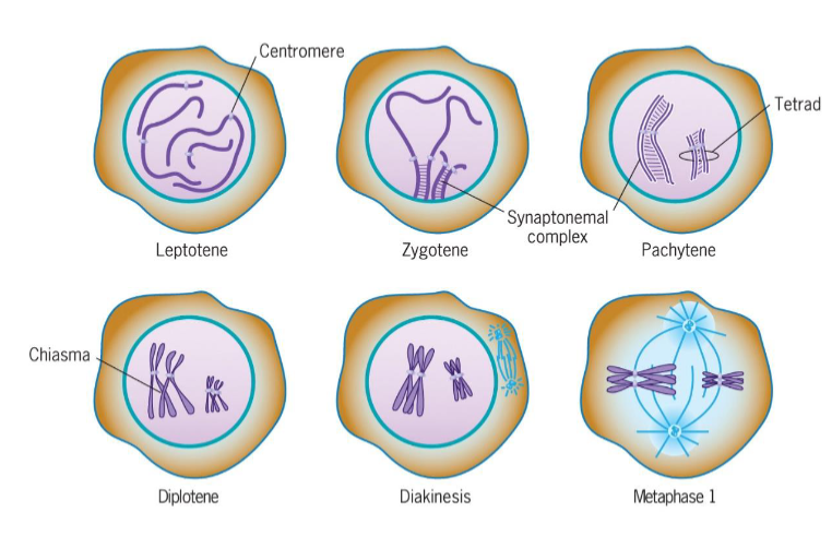 <ul><li><p>DNA replicated prior to meiosis</p></li><li><p>consists of leptotene, zygotene, pachytene, diplotene, diakinesis</p></li></ul><p></p>