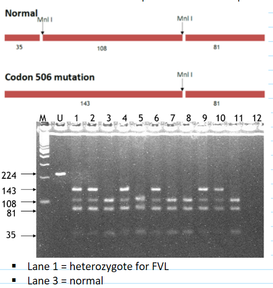 <p>method: <span>Restriction fragment length polymorphism (RFLP): some mutations change a restriction enzyme site</span></p><ul><li><p><span>PCR to amplify sequence of interest</span></p></li><li><p><span>Digest protein with enzyme of interest</span></p></li><li><p><span>Detect normal and mutant sequences with electrophoresis</span></p></li></ul><p></p>