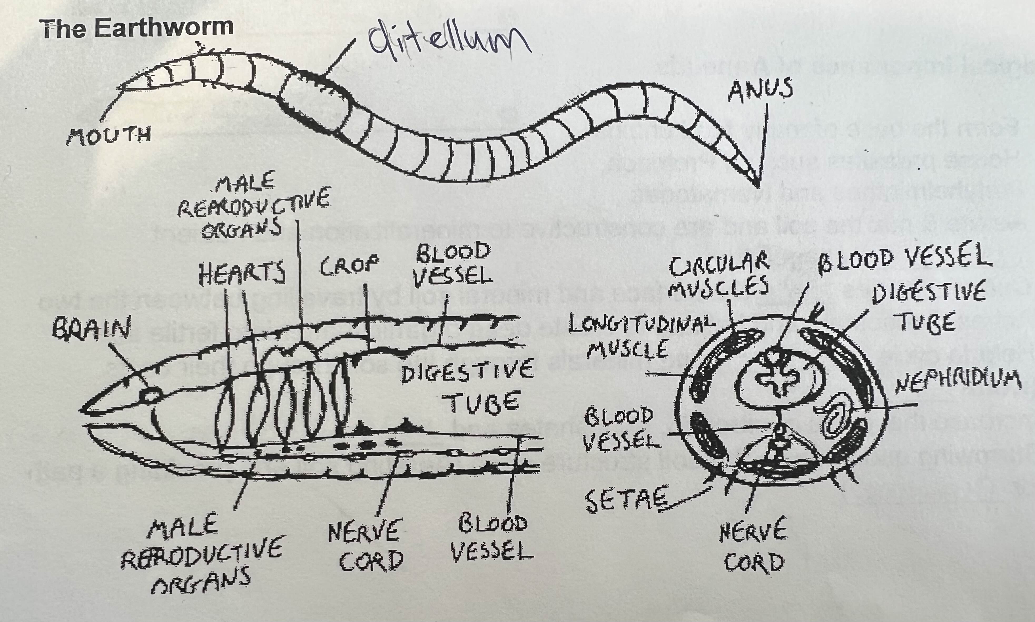 <p>Name all the parts of this earthworm and their functions. </p>