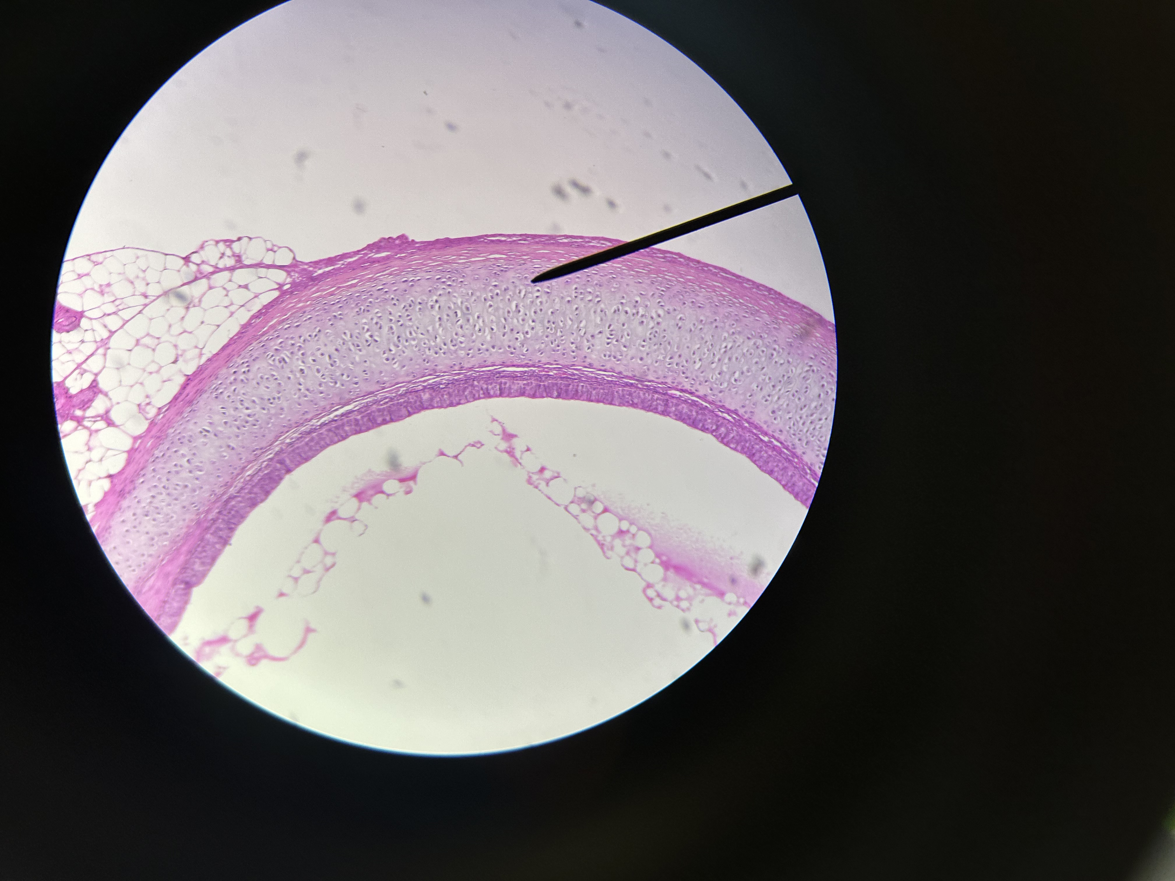 <p>What is this?</p>
