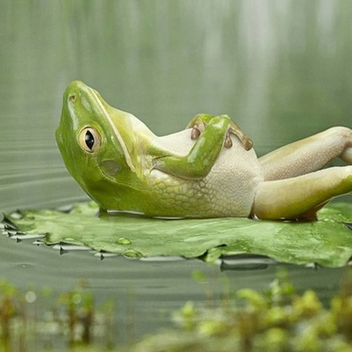 v. to rest; lie; place; n. relaxation, peace of mind, calmness