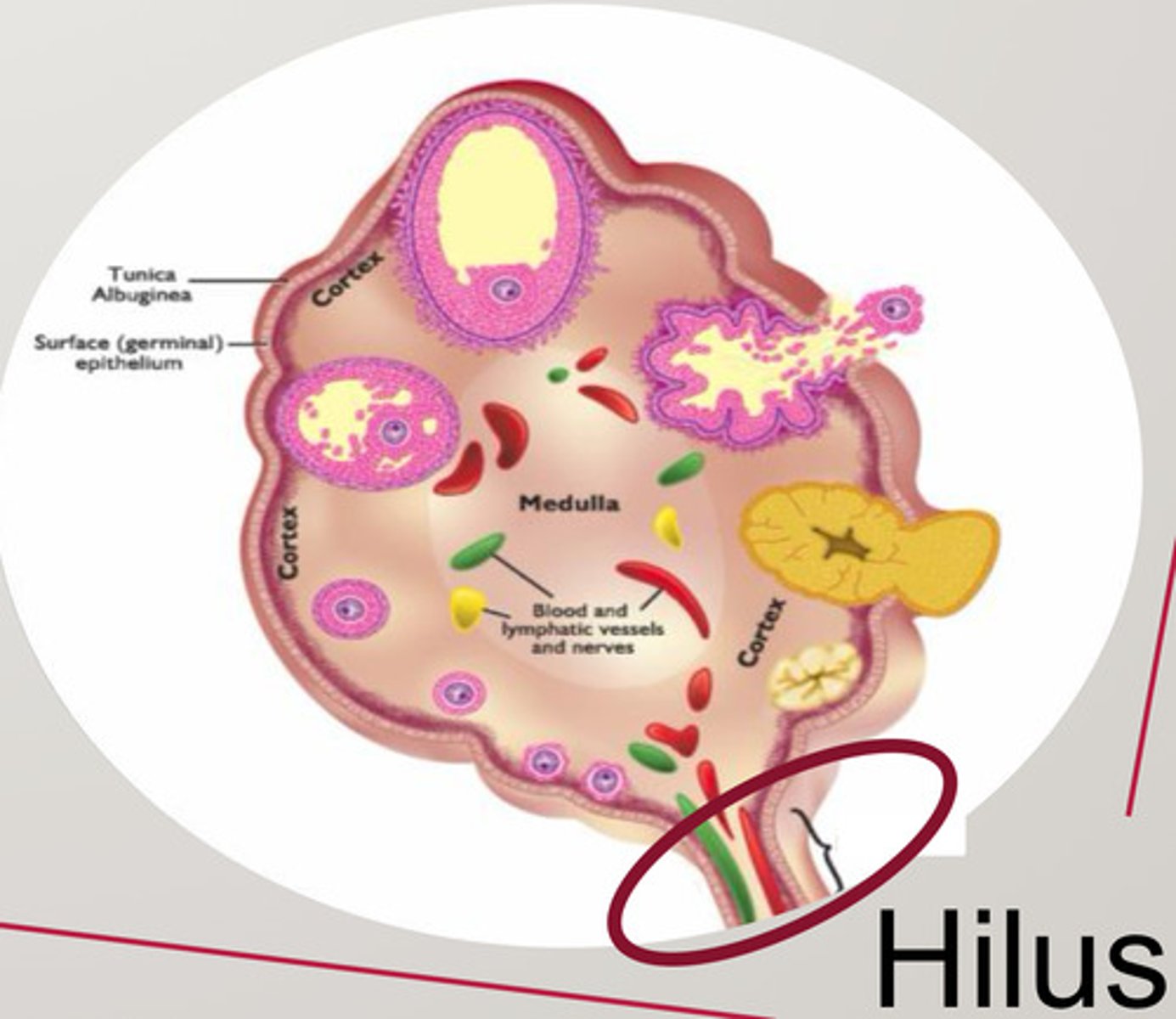 <p>A part of the broad ligament that connects the ovaries to the broad ligament, and the ovarian hilus is a depression in the ovary where blood vessels and nerves enter. Ovarian hilus cells are found in the ovarian hilum and mesovarium. (Ovary)</p>