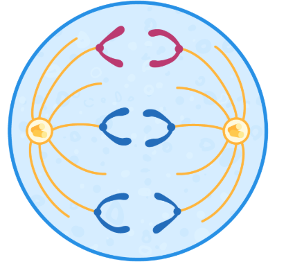<p>The centromeres divide and the chromatids are separated and pulled to opposite poles of the cell by spindle fibres.</p>