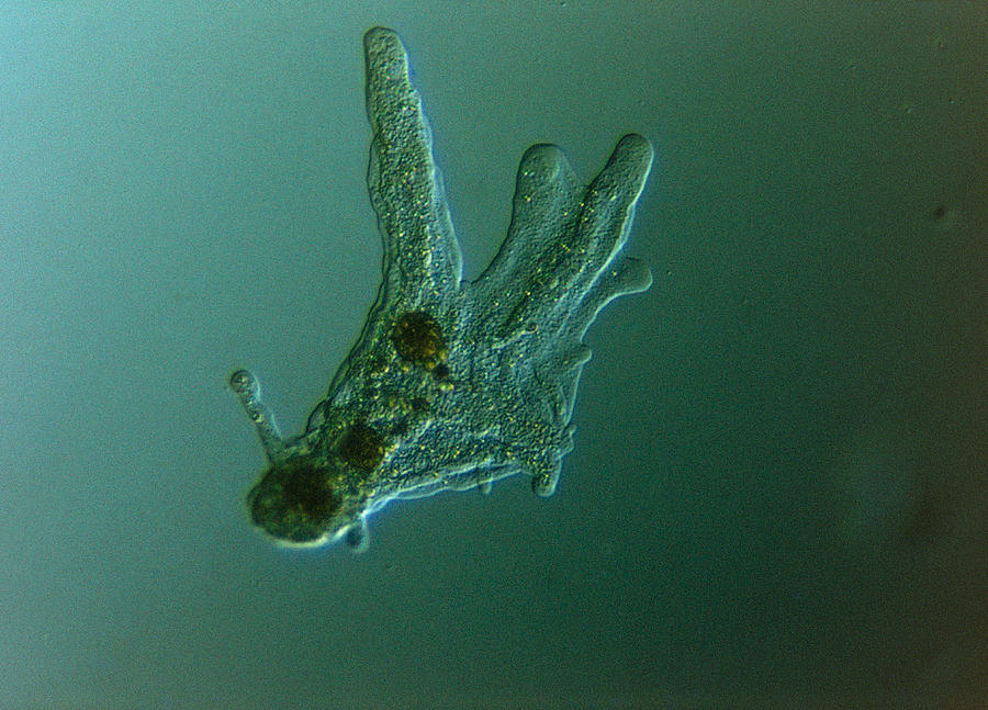 <p>Amoeba</p>