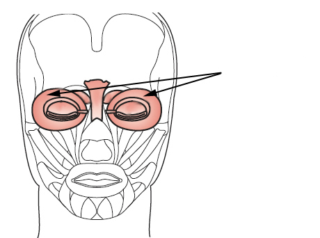 The muscles shown below control the closing of the eyelids and are known as: