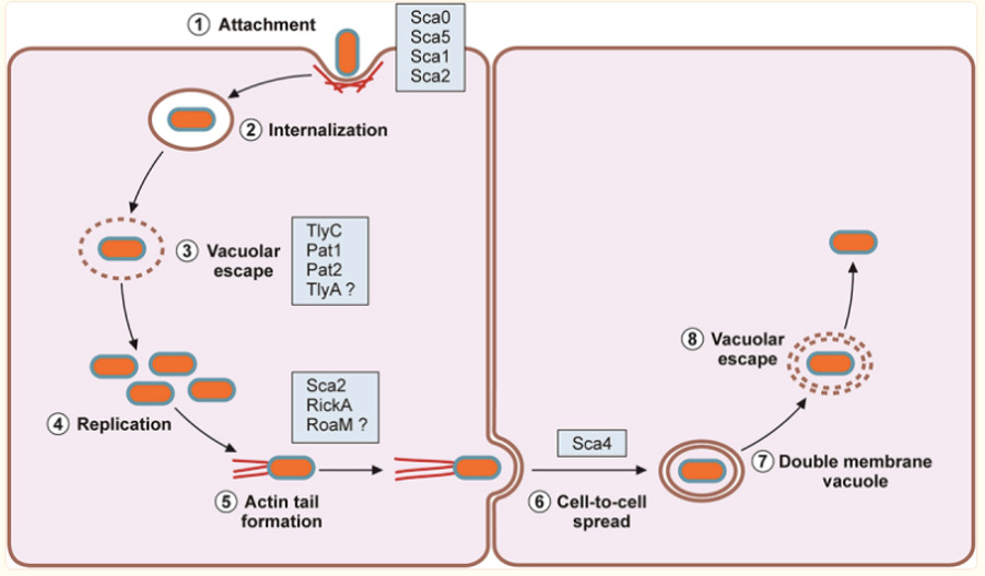 **•Type II Exotoxin**

**•Bacteria escape from host vacuole**

•Actin tail forms and allows for cell to cell spread