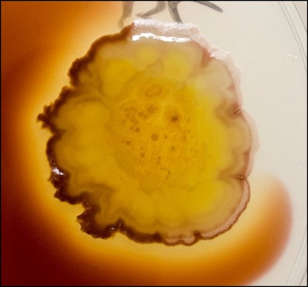 <p>Starch Agar</p><p>Selective:</p><p>Differential:</p><p>Dyes/Reagents:</p>