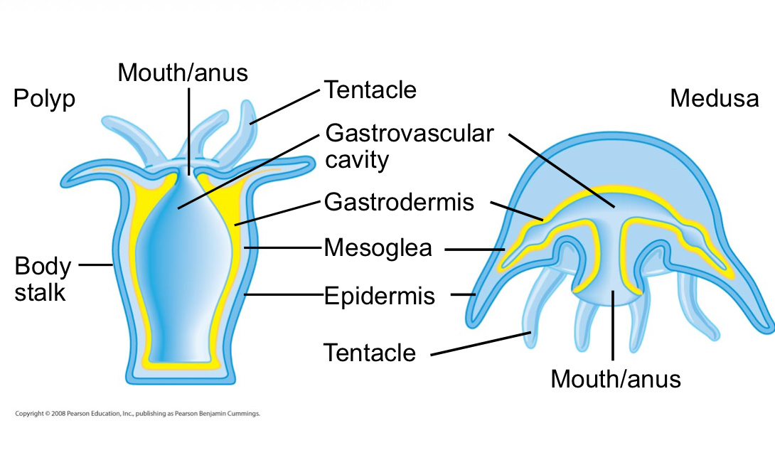 <p>The two variations on the body plan of a cnidarian are:</p>