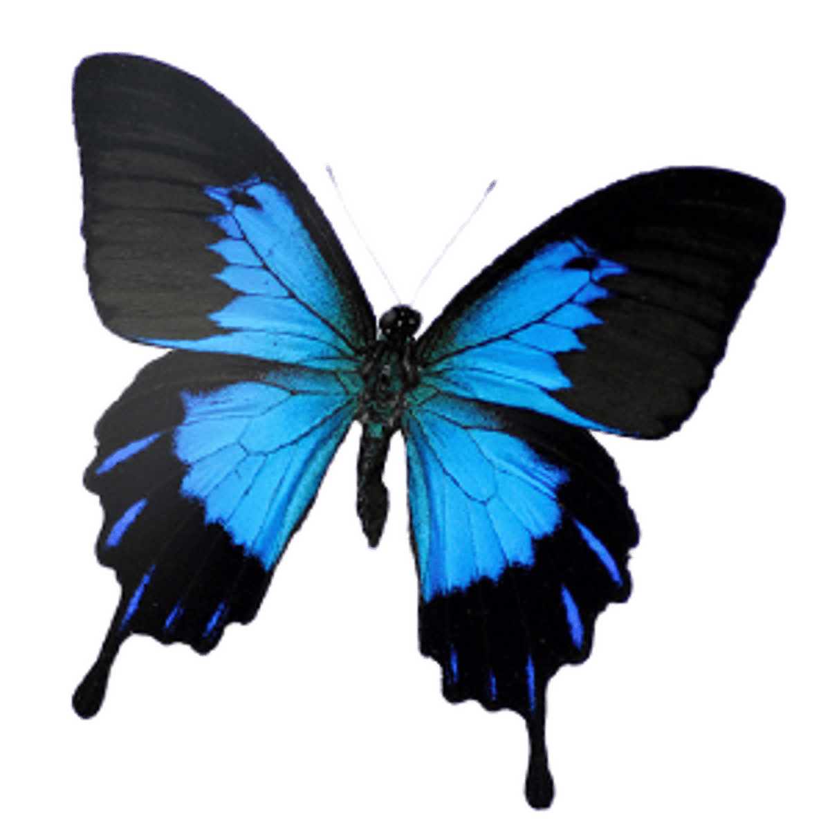 <p>le papillon, les papillons</p>