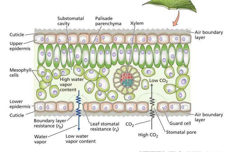 <p>travels down gradient through stomata</p><p>must balance CO2 gain and water loss via stomata</p>