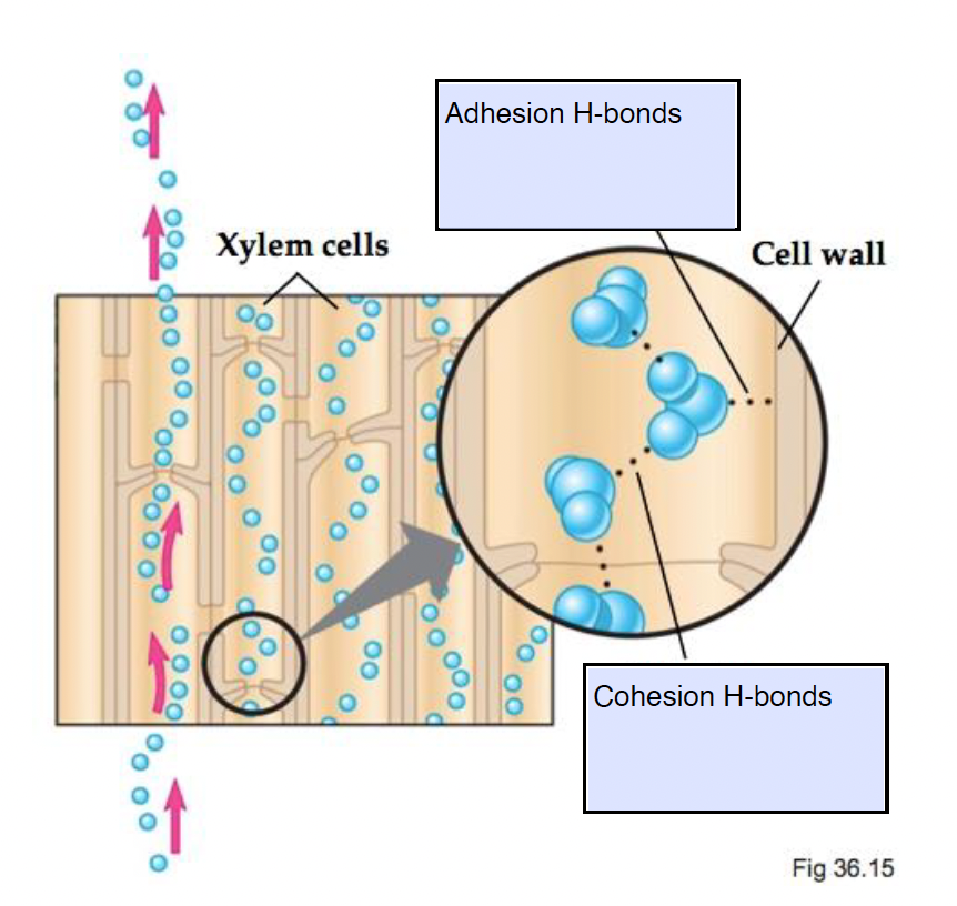 <p><span style="background-color: transparent;"><span>Movement of water molecules between </span><strong><span>soil particles</span></strong><span> by adhering to polar organic matter in the soil → spreading due to plants’ uptake of water through roots</span></span></p><p></p>