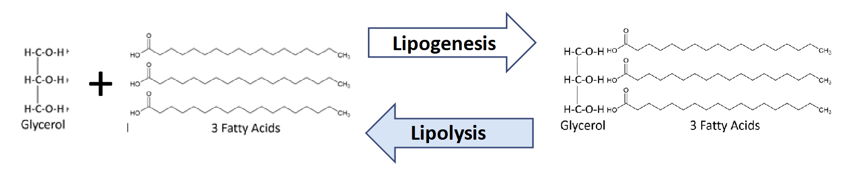 <p>1 glycerol molecule and 3 fatty acids</p>