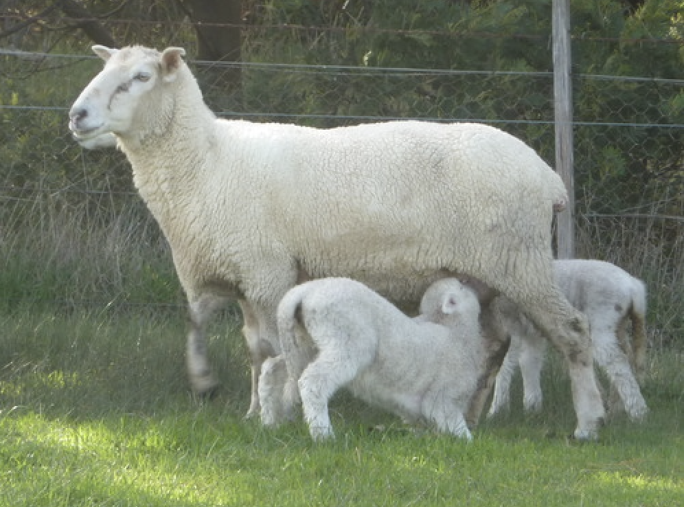 <p>ewe</p>