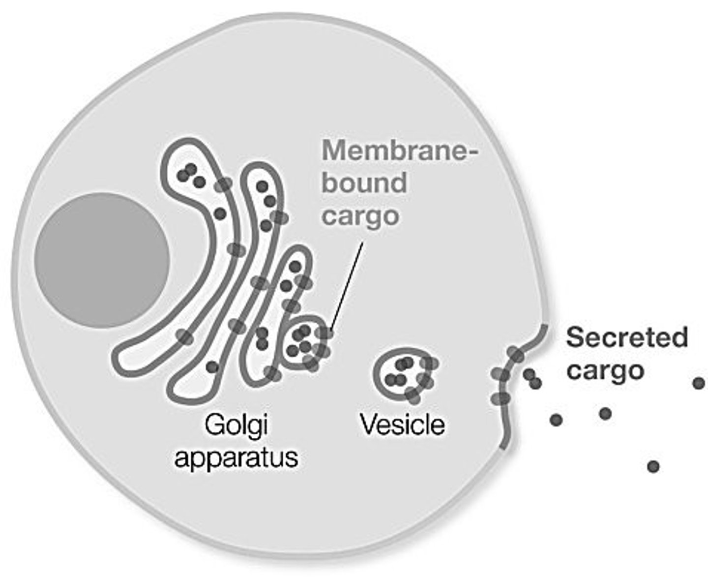 <p>exocytosis</p>
