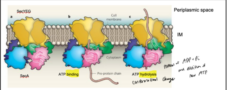 <ul><li><p><span style="background-color: transparent; font-family: "Times New Roman", serif;"><span>SecA is a processive enzyme: it catalyzes multiple consecutive reactions on a single substrate molecule without releasing it after each catalytic cycle (e.g. DNA/RNA polymerase)</span></span></p></li><li><p><span style="background-color: transparent; font-family: "Times New Roman", serif;"><span>Pink hand: preprotein-binding domain</span></span></p></li><li><p><span style="background-color: transparent; font-family: "Times New Roman", serif;"><span>Green finger: alpha-helix domain</span></span></p></li><li><p><span style="background-color: transparent; font-family: "Times New Roman", serif;"><span>Blue: ATP binding domain</span></span></p></li></ul><p></p>